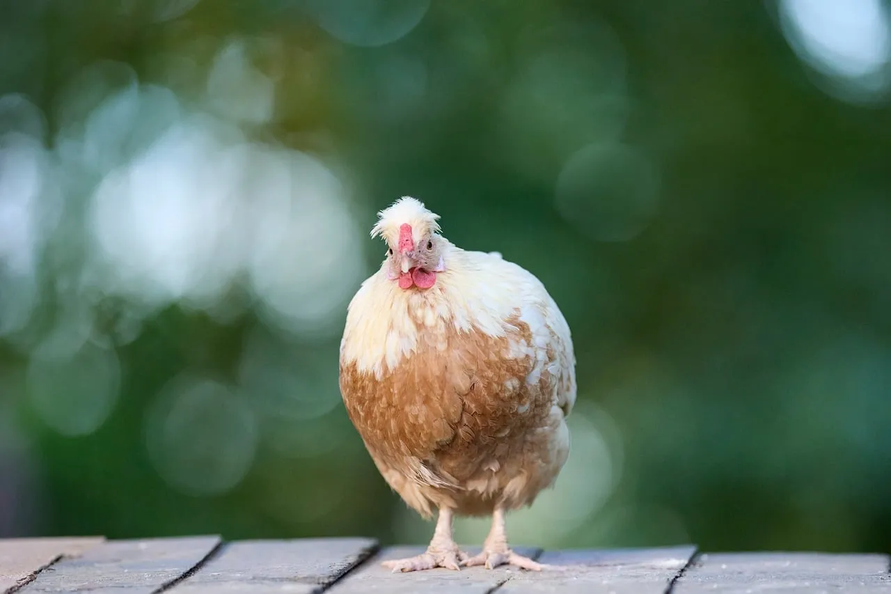 Charming Chicken Portrait: Curious Fowl Against Bokeh Backdrop