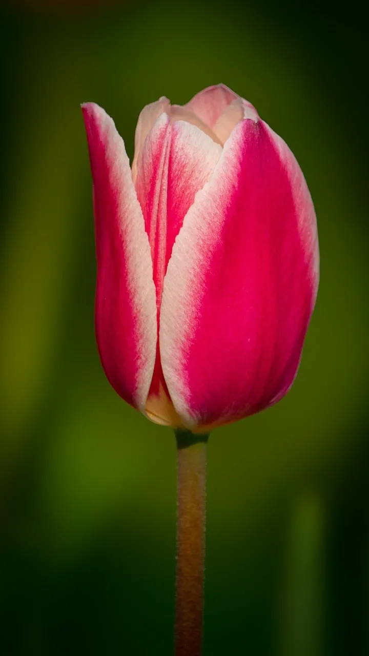 Vibrant Pink Tulip: A Delicate Spring Bloom Macro