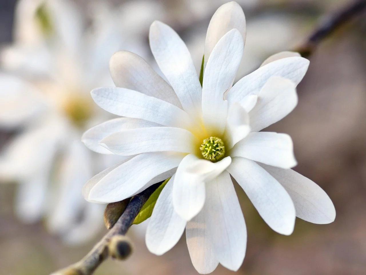 Stunning White Star Magnolia Bloom in Macro