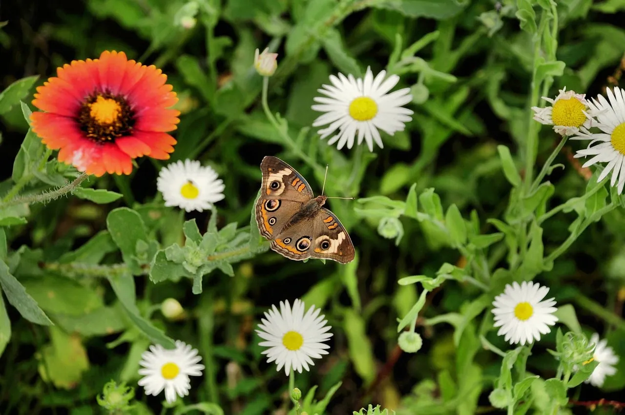 Vibrant Summer Garden with a Butterfly and Wildflowers
