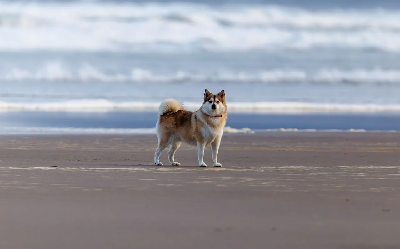 Charming Husky Mix Finds Serenity on the Expansive Beach