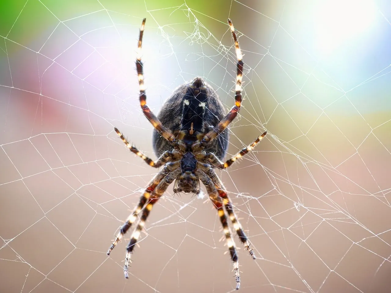 Striking Spider Web: Nature's Intricate Trap Unveiled