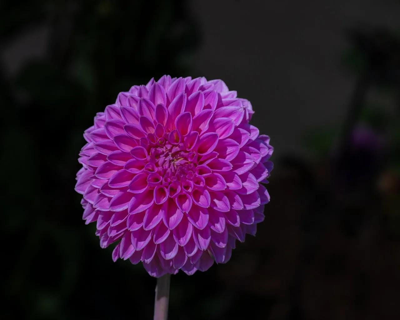 Vibrant Pink Dahlia Bloom Against Dark Background