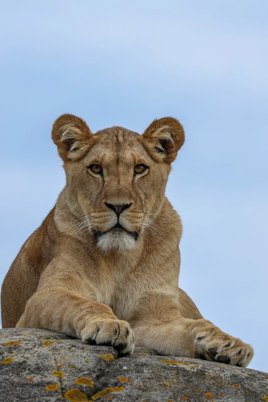 Majestic Lioness: A Portrait of Regal Grace in the Wild