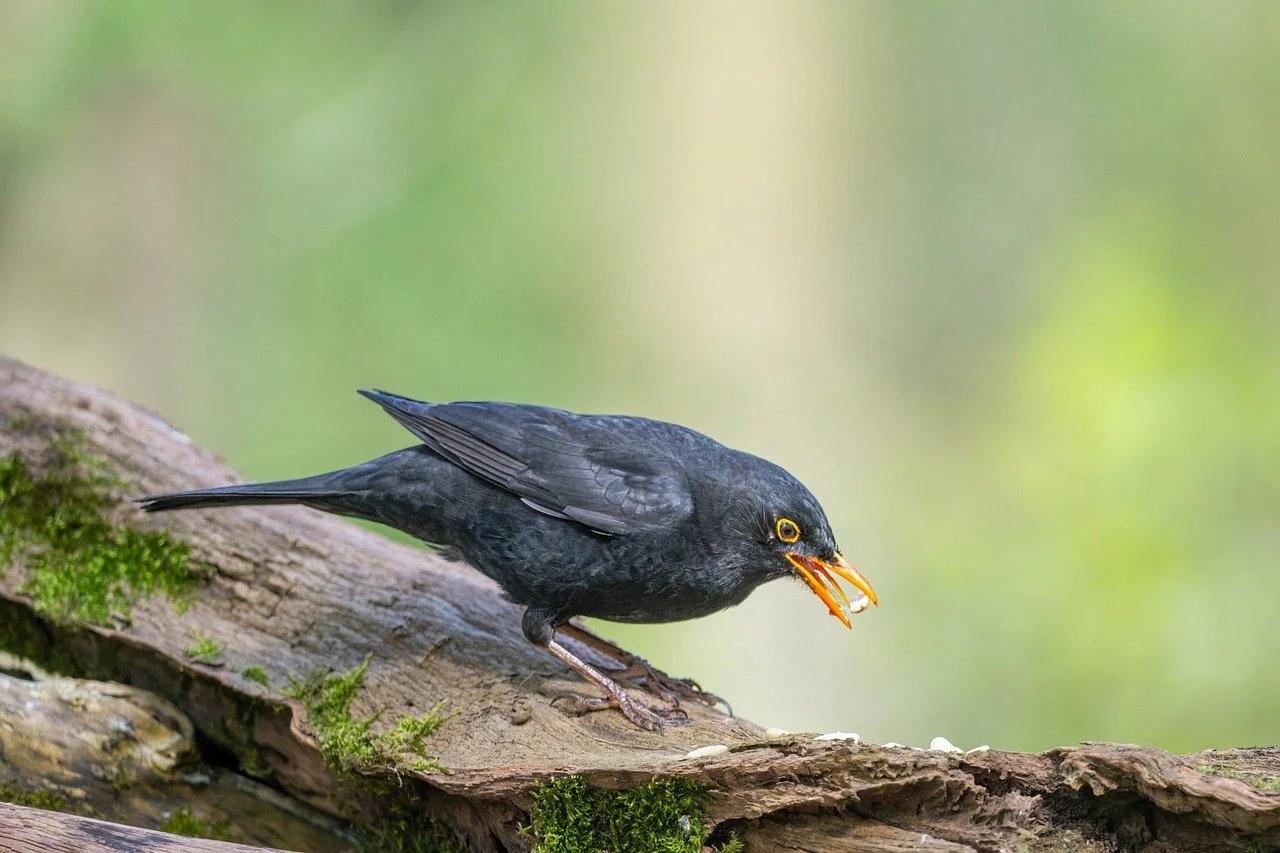 Stunning Blackbird Foraging: A Serene Nature Wallpaper