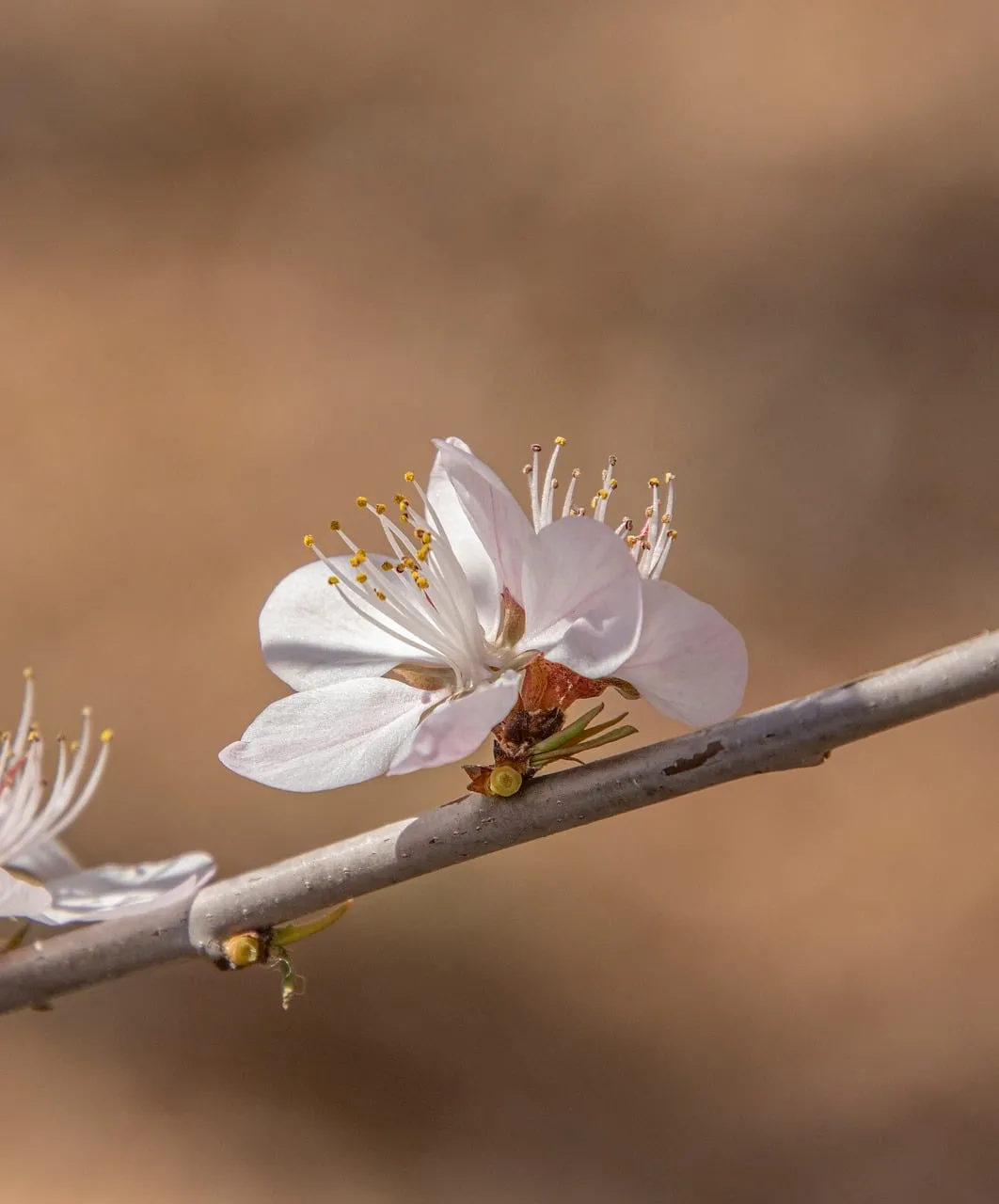 Exquisite Peach Blossom: Delicate Details of Spring's Embrace