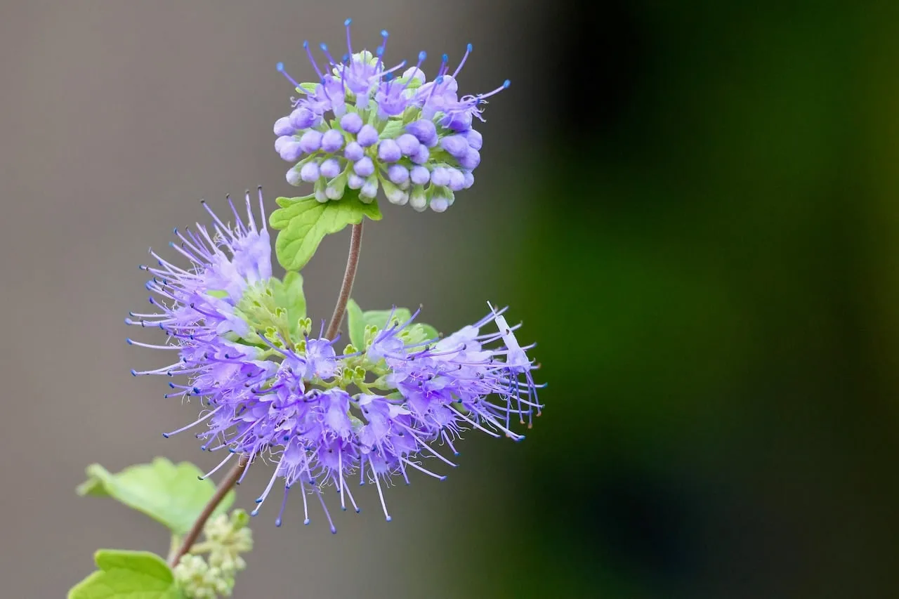 Vibrant Phacelia Blooms: Nature's Blue Delight
