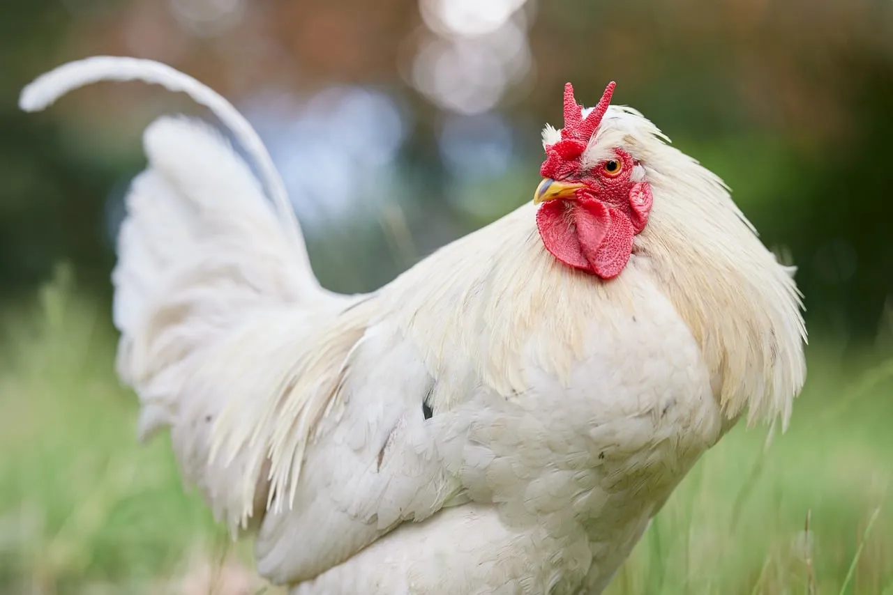 Majestic White Rooster: Farm Life Portrait