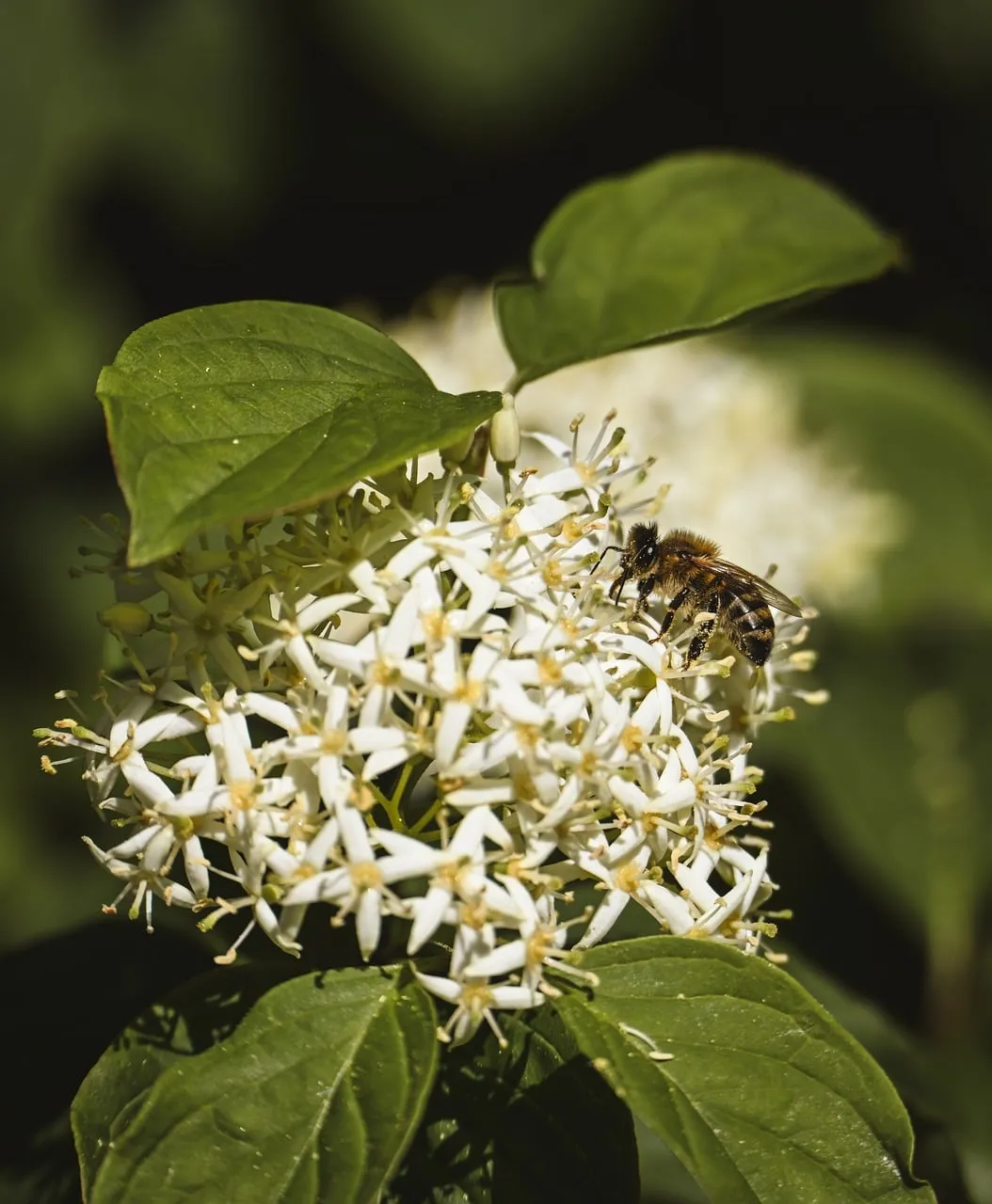 Vibrant Macro: Honey Bee Busy Pollinating White Flowers