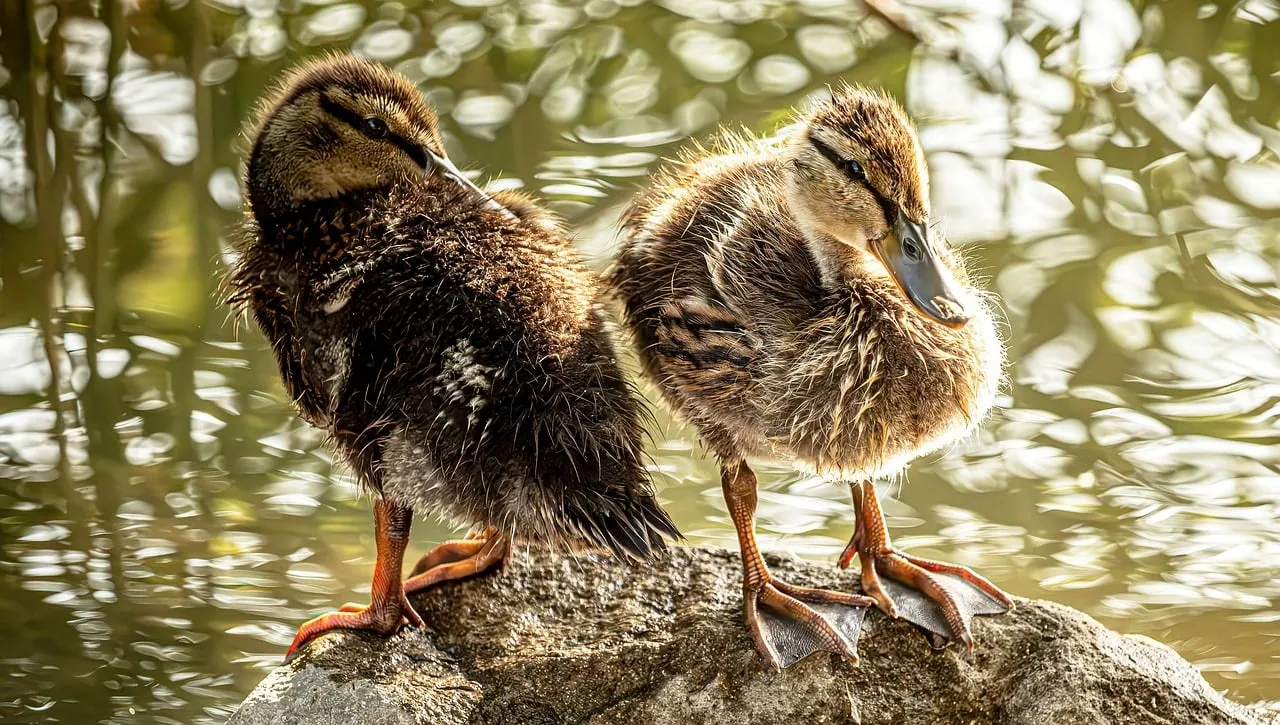 Adorable Ducklings Preening: A Glimpse of Spring's Pure Delight