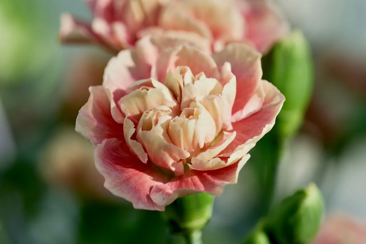 Stunning Pink Carnation: Delicate Petals in Macro HD