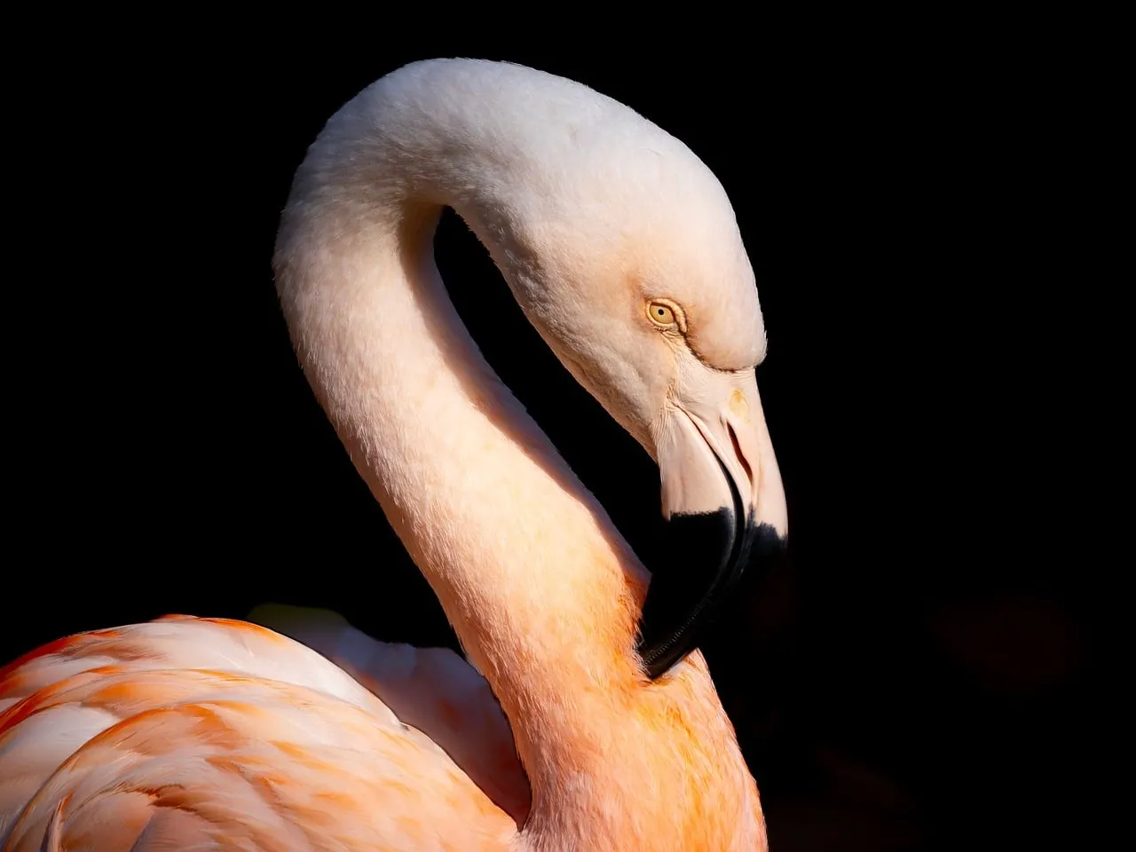 Stunning Pink Flamingo's Majestic Profile Against Black