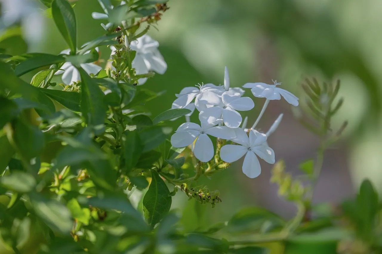 Stunning White Plumbago: Delicate Blossoms in Summer Sun