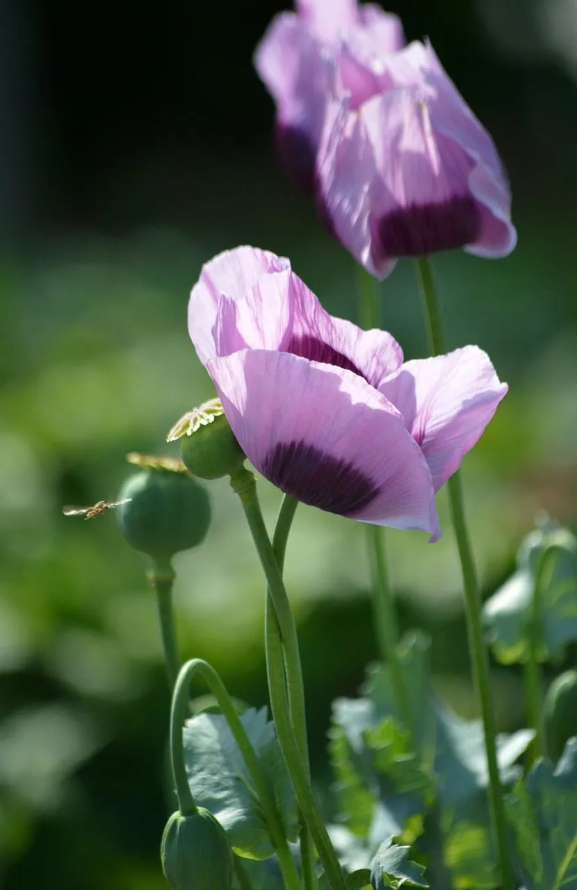 Vibrant Purple Poppies: Nature's Delicate Spring Blooms