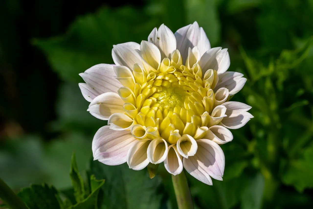 Stunning Yellow Dahlia Bloom: A Summer Garden Masterpiece