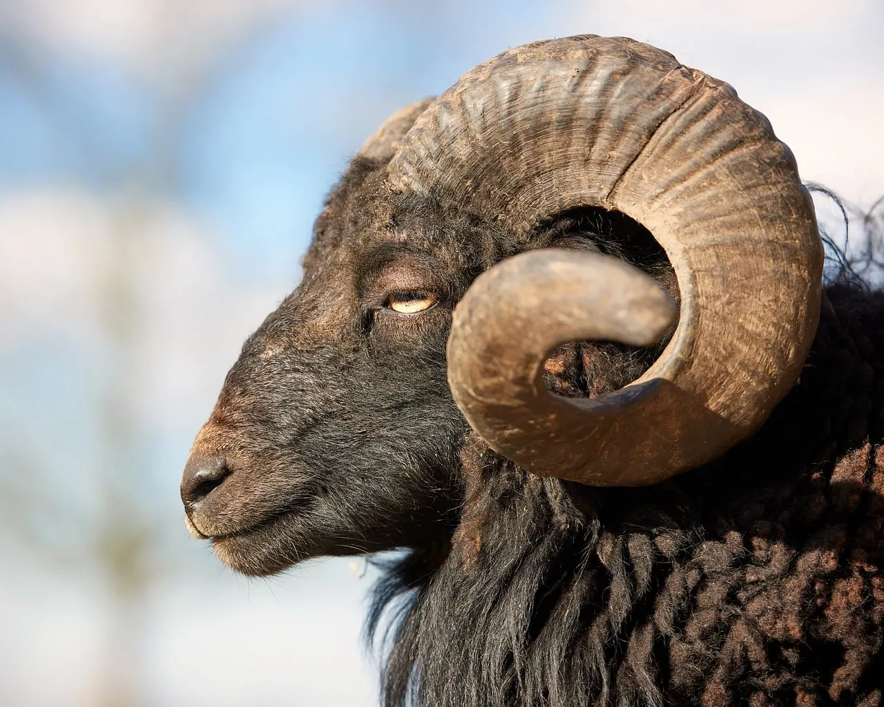Majestic Black Ram: Striking Profile of Horned Ouessant Sheep