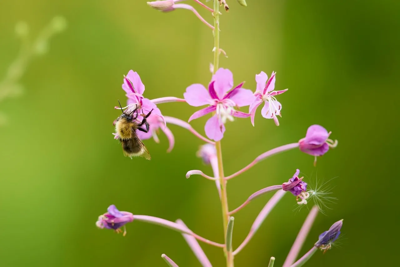Vibrant Summer Pollination: Bumblebee on Pink Fireweed Macro