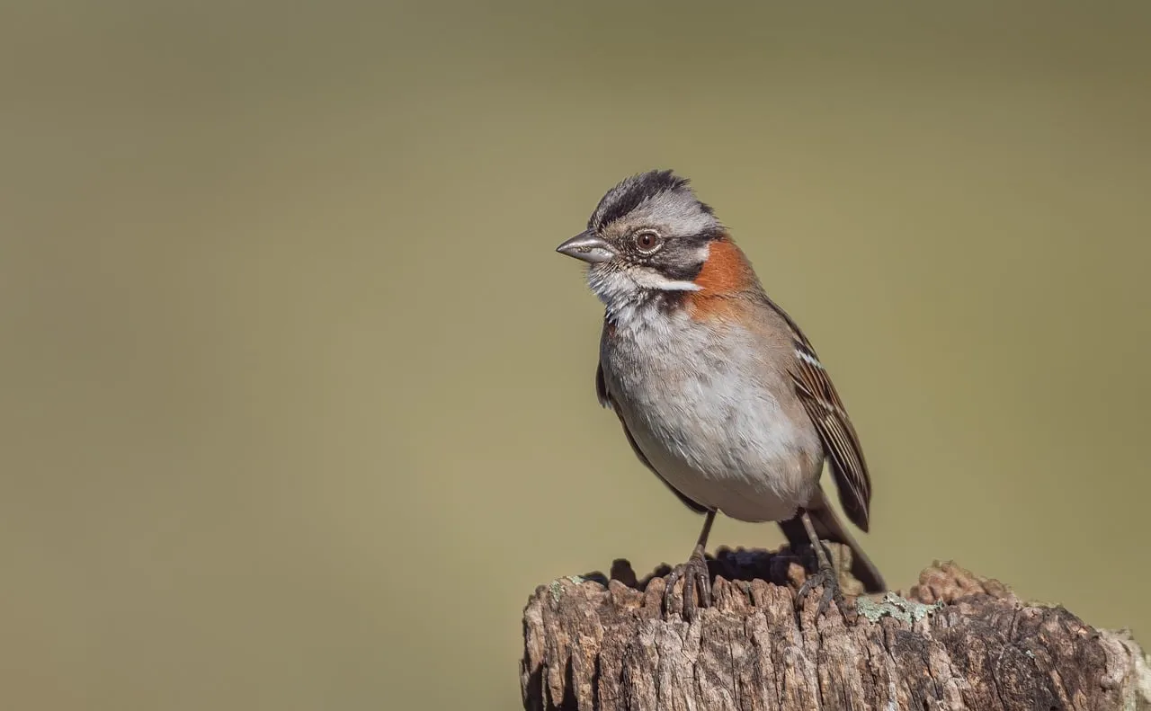 Charming Zonotrichia Capensis Perched on Tree Stump at Sunset