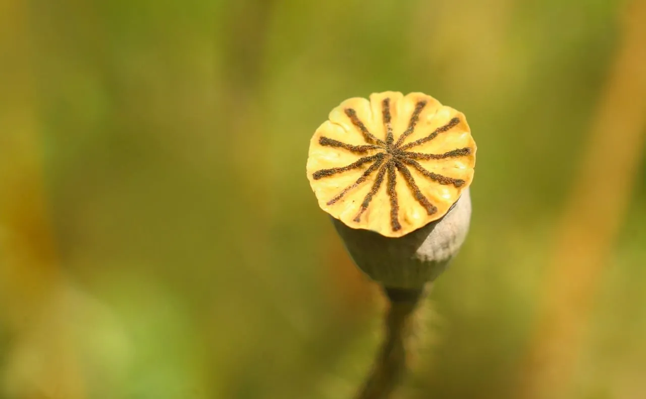 Vibrant Macro: Dried Poppy Head on Green
