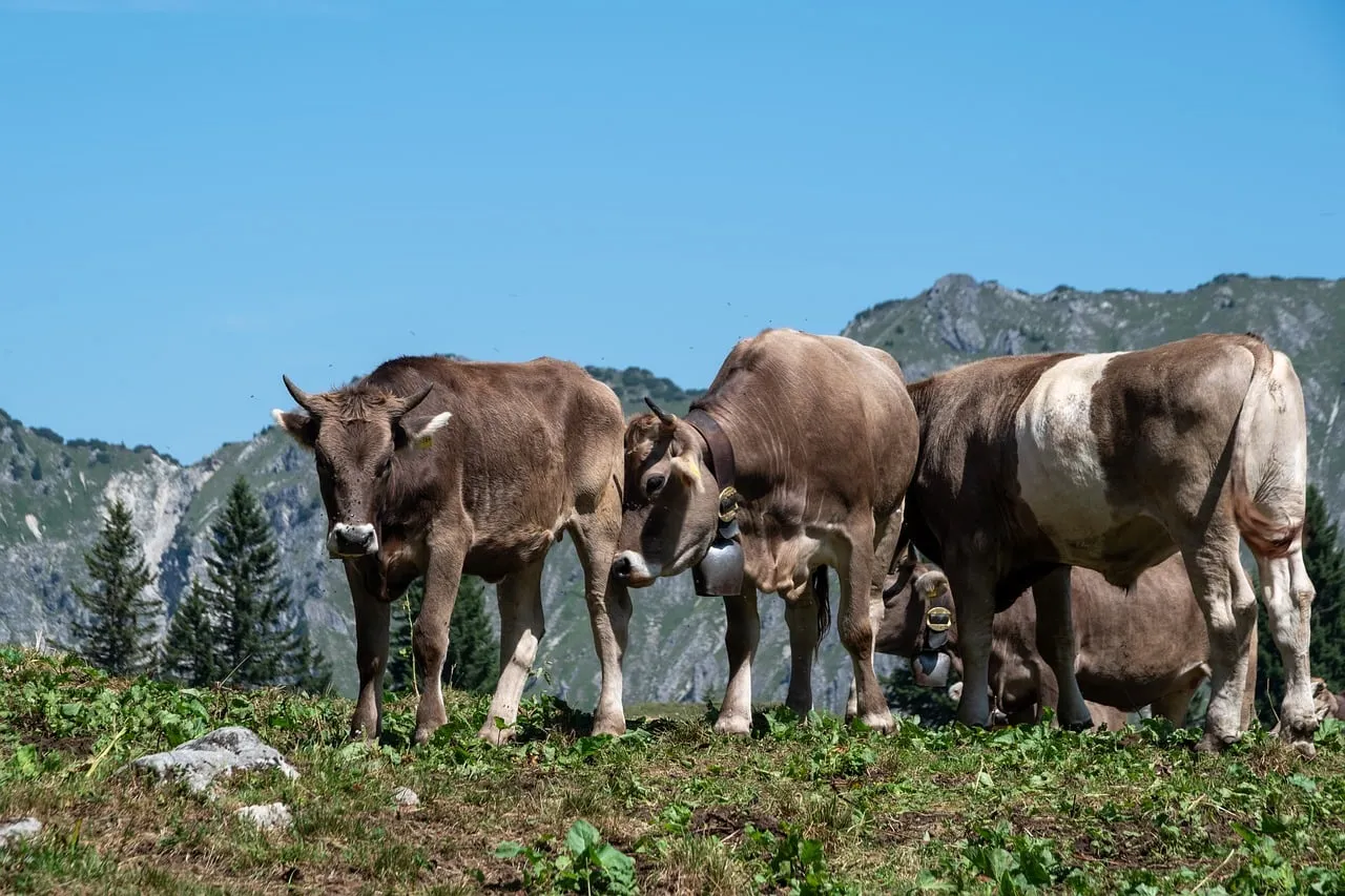 Majestic Alpine Pasture: Cows Grazing in Serene Mountains