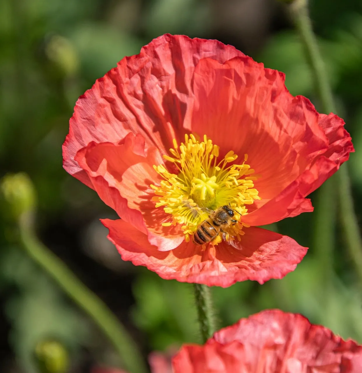 Vibrant Red Poppy: Bee's Nectar Delight