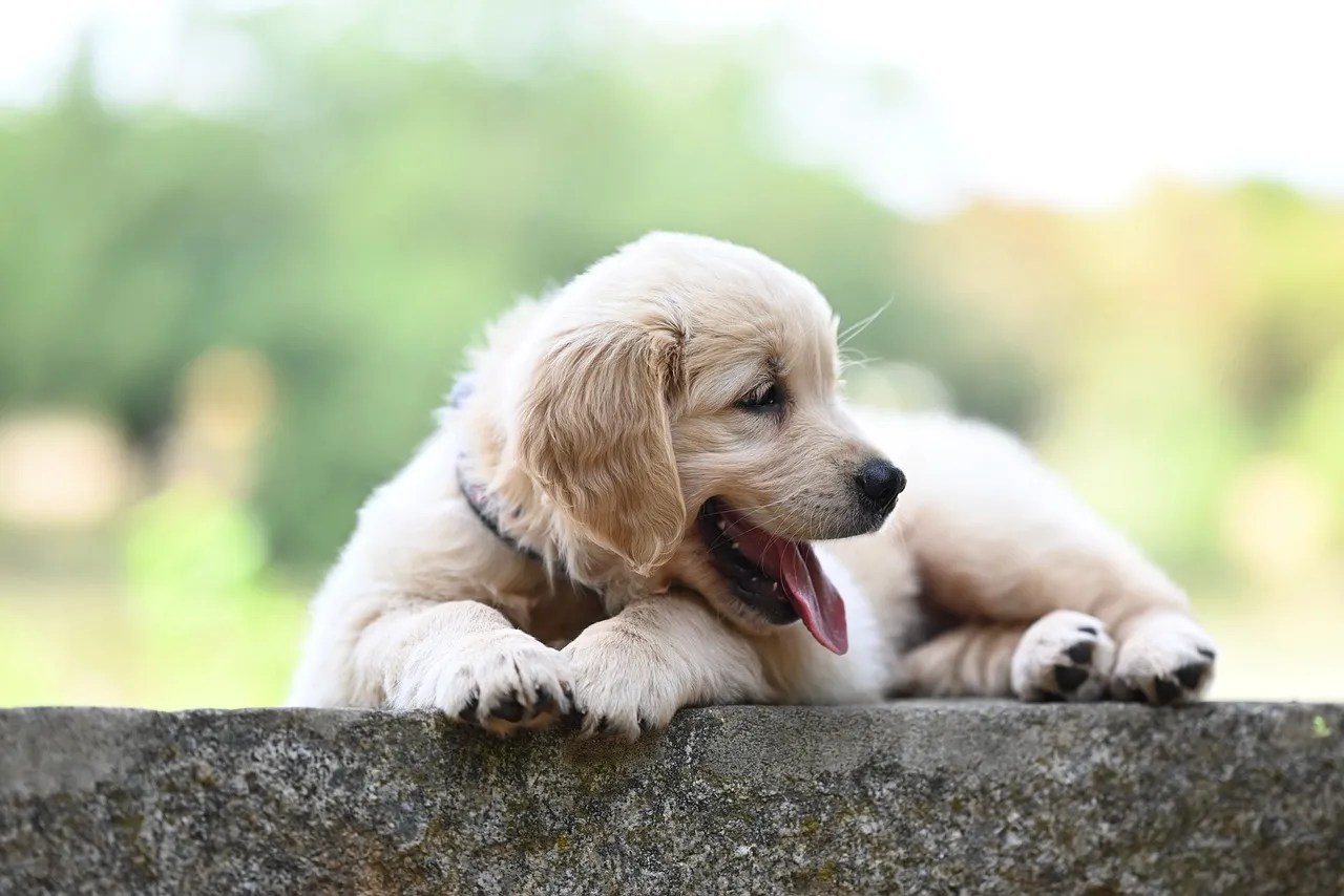 Adorable Golden Retriever Puppy Resting Outdoors