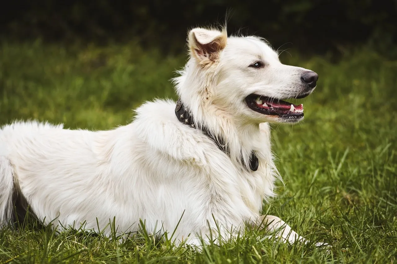 Serene White Shepherd Relaxing on Lush Green Grass