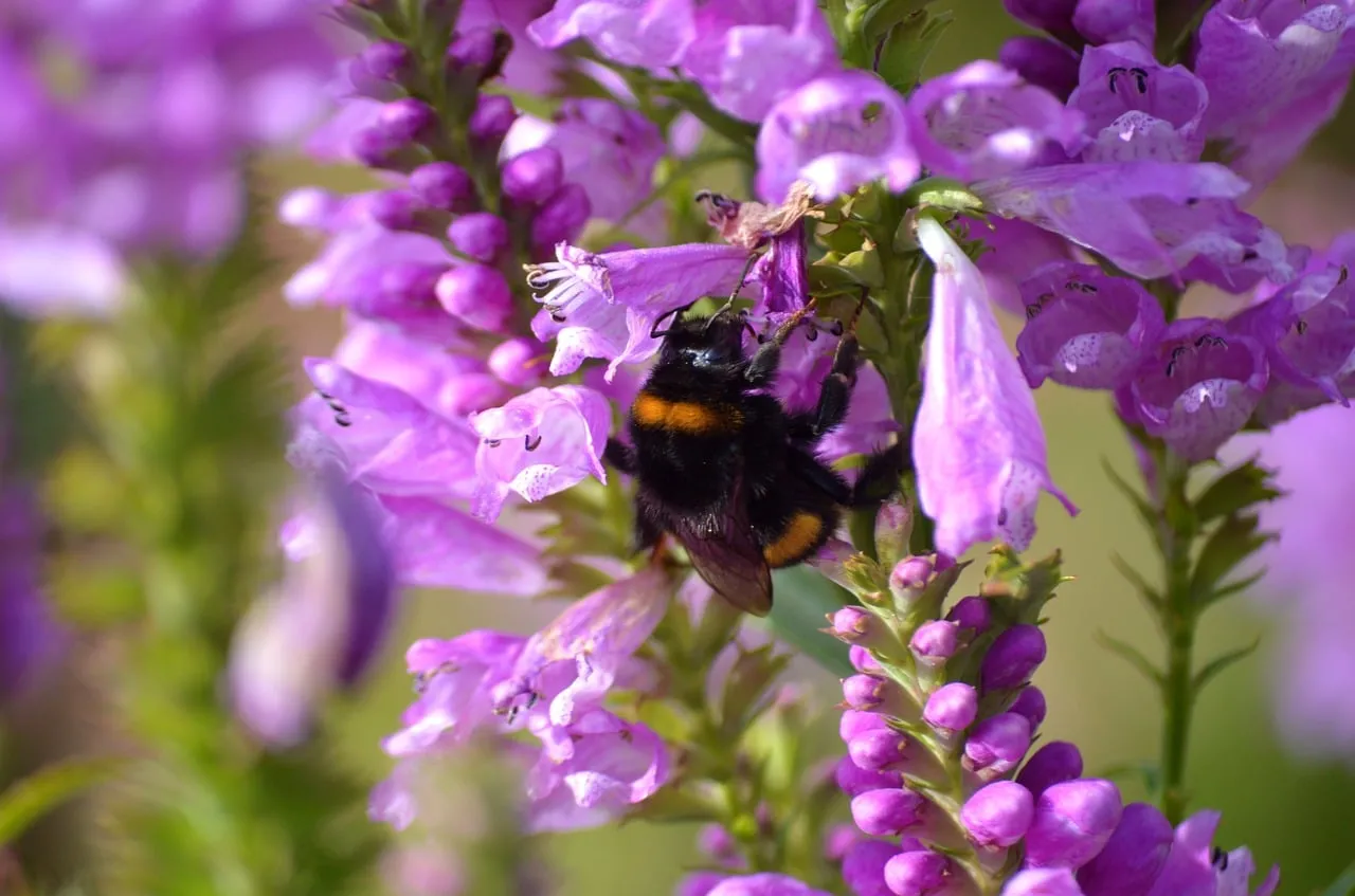Vibrant Summer: Bumblebee Nectaring on Pink Obedient Flowers