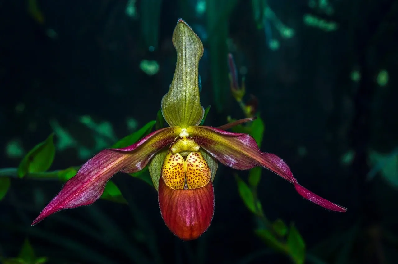 Exotic Lady's Slipper Orchid: A Mystical Jungle Bloom