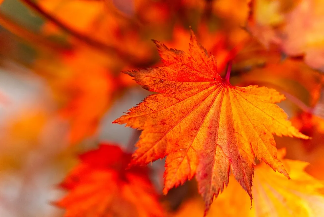 Vibrant Autumn Macro: A Symphony of Orange and Yellow Leaf Detail