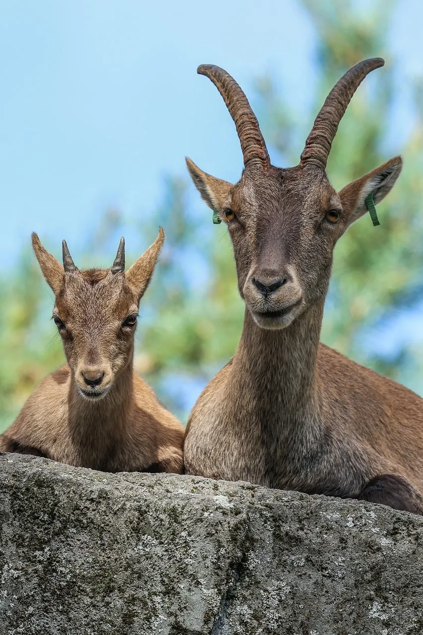 Majestic Mountain Duo: Ibex Mother and Kid in Serene Habitat