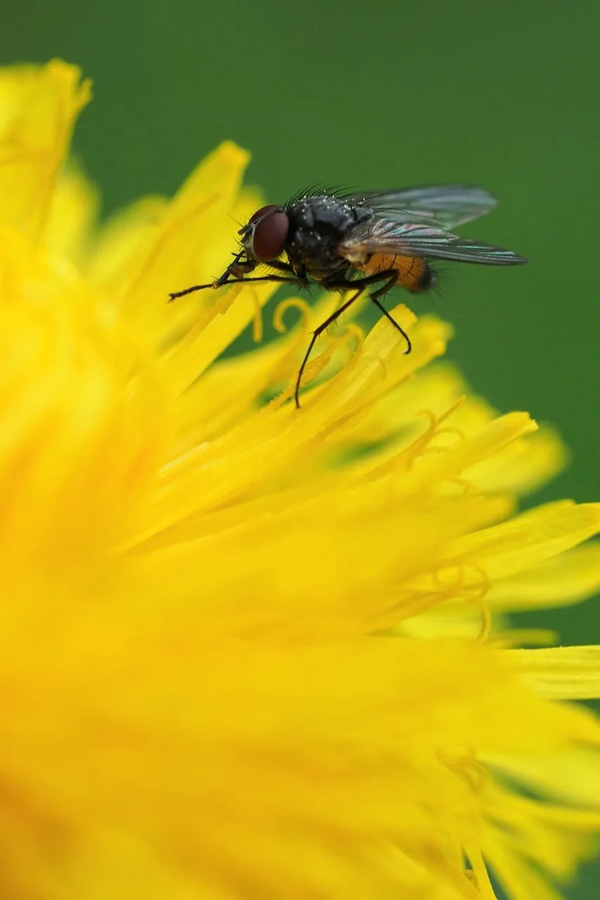 Vivid Macro: Fly on Dandelion in Nature's Detail