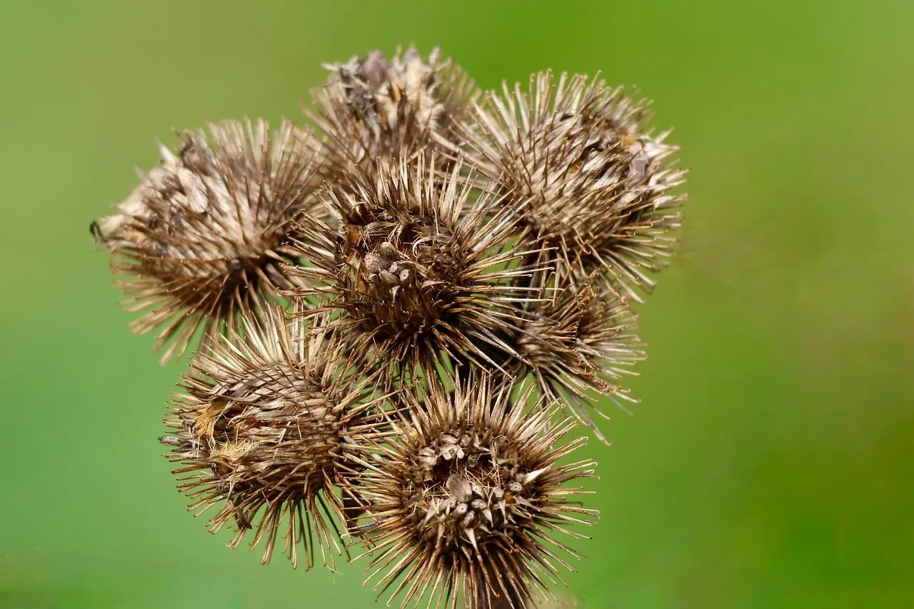 Intricate Macro of Dried Burdock Seeds on Green