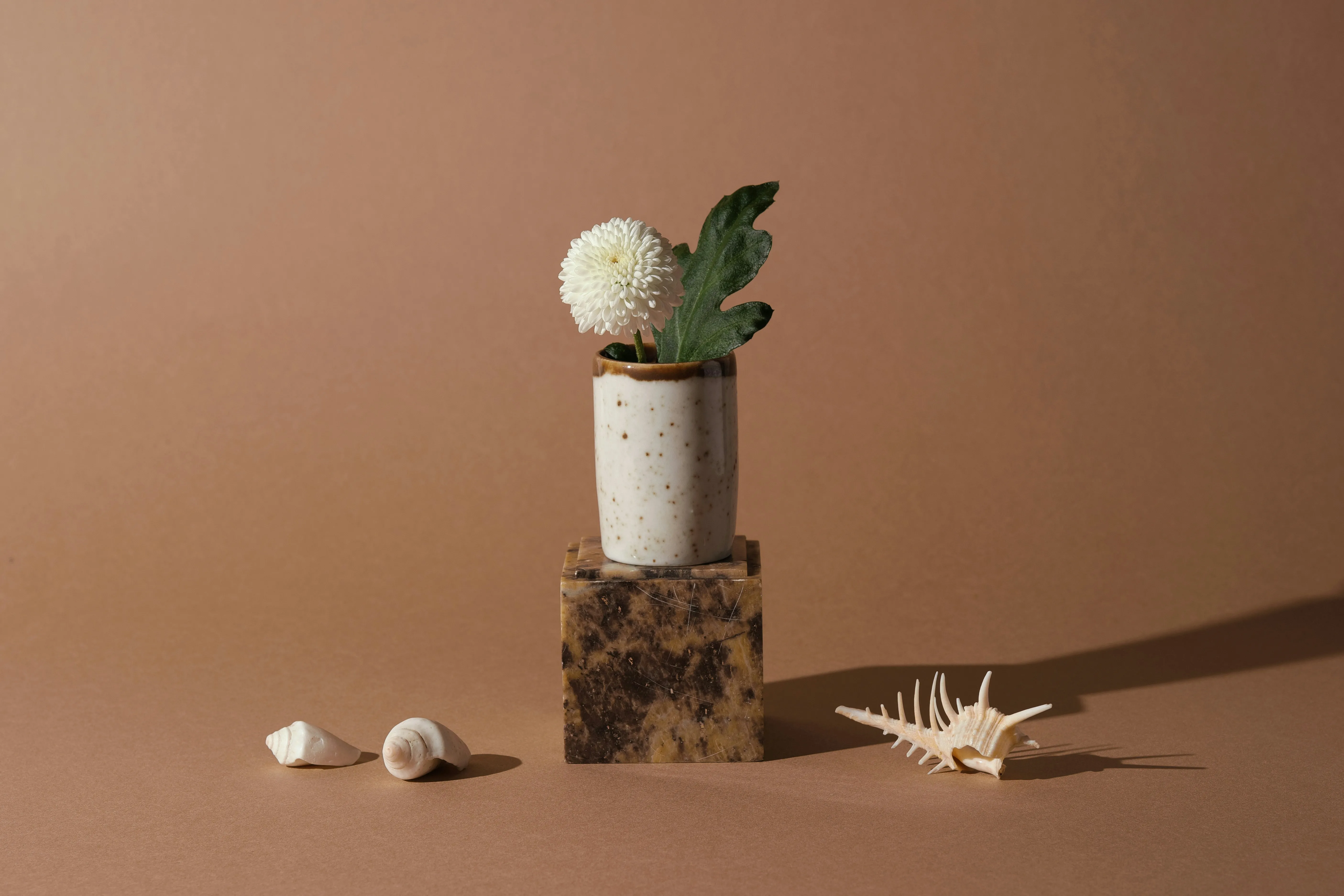 Minimalist Elegance: White Flower & Seashells Still Life