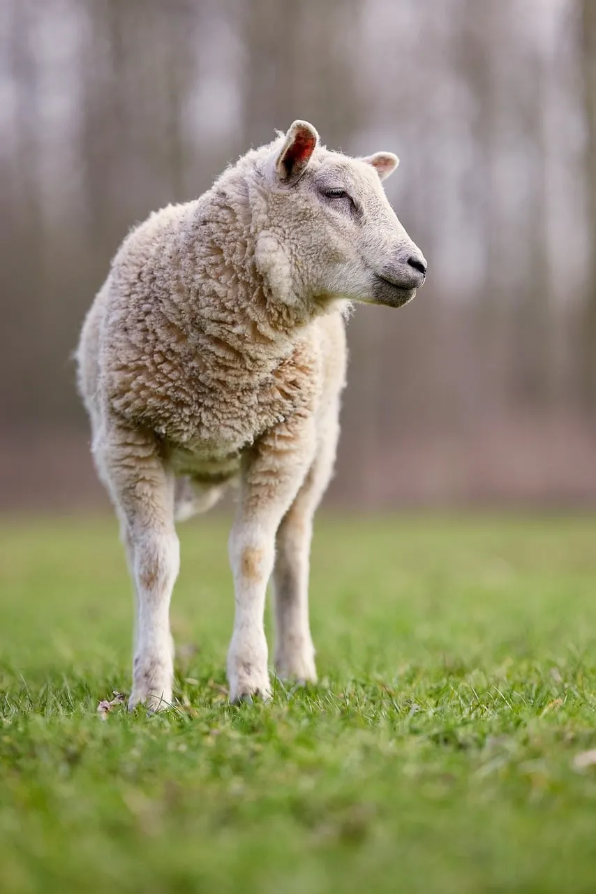 Charming Lamb: Fluffy Friend in a Spring Pasture