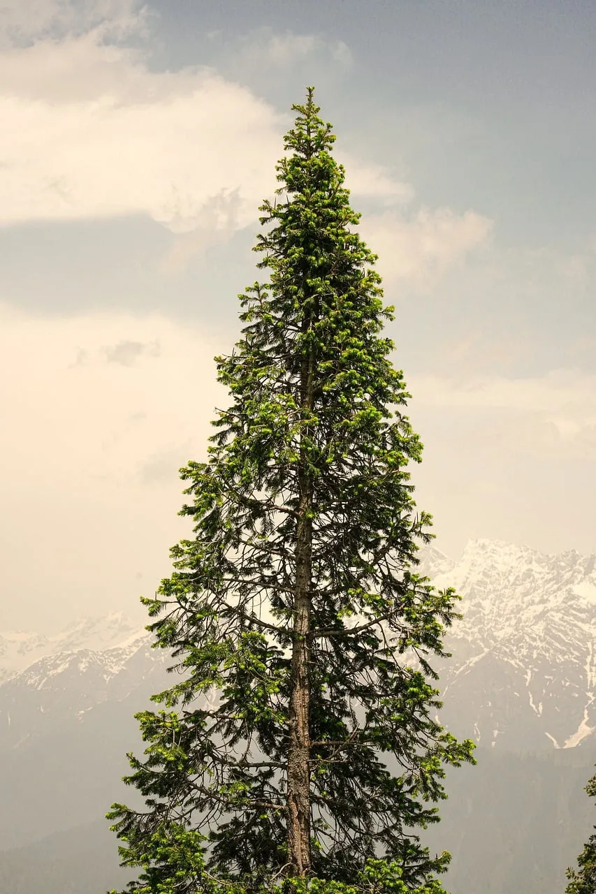 Majestic Solitude: A Lone Spruce Against Mountain Peaks
