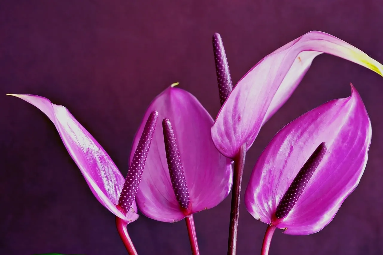 Vibrant Purple Anthurium: Exotic Bloom in Low Light
