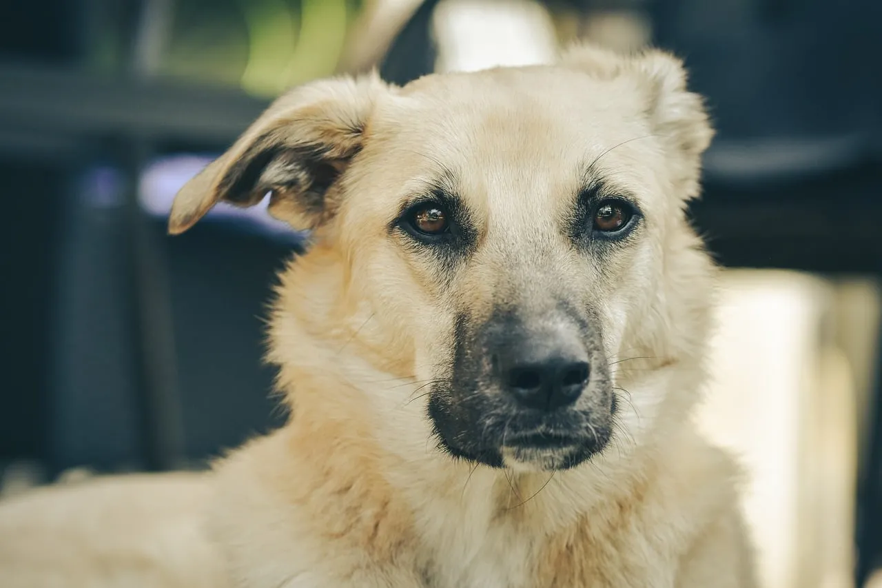 Captivating Canine Gaze: A Portrait of Loyalty and Warmth