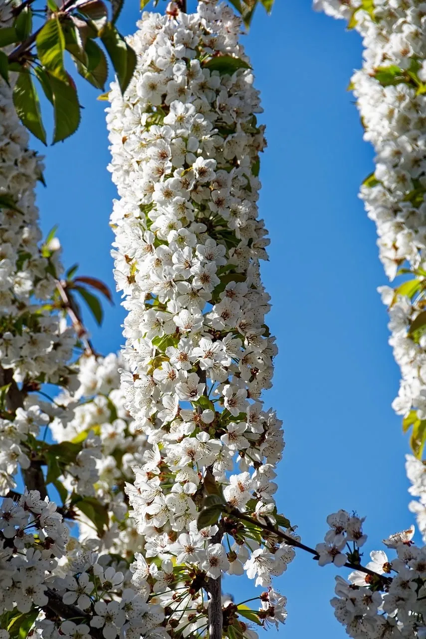 Stunning White Blossoms Against a Vivid Blue Sky