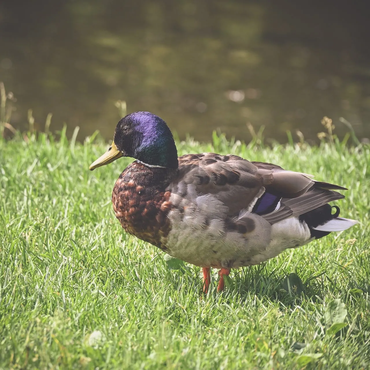 Vibrant Mallard Drake: A Jewel in Nature's Embrace