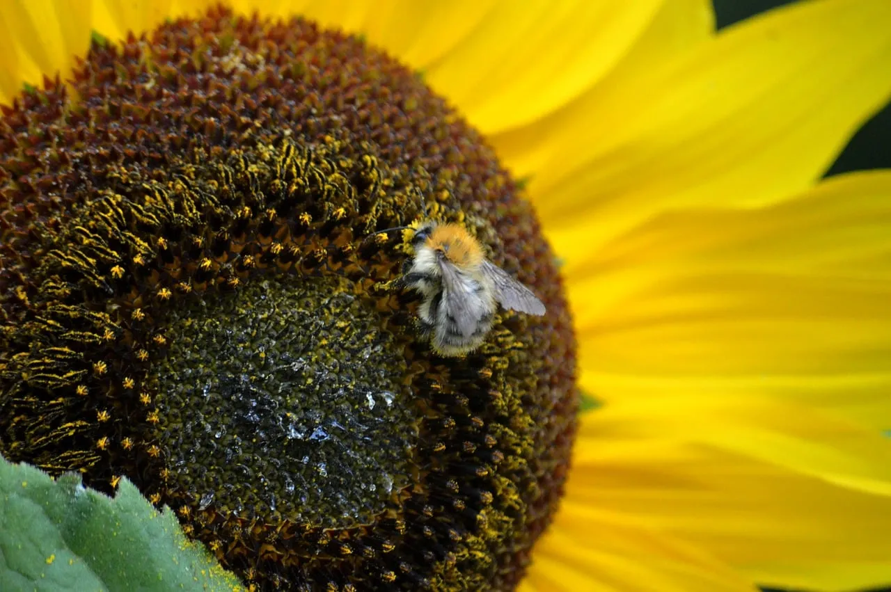 Vibrant Sunflower Buzz: A Bee's Golden Harvest