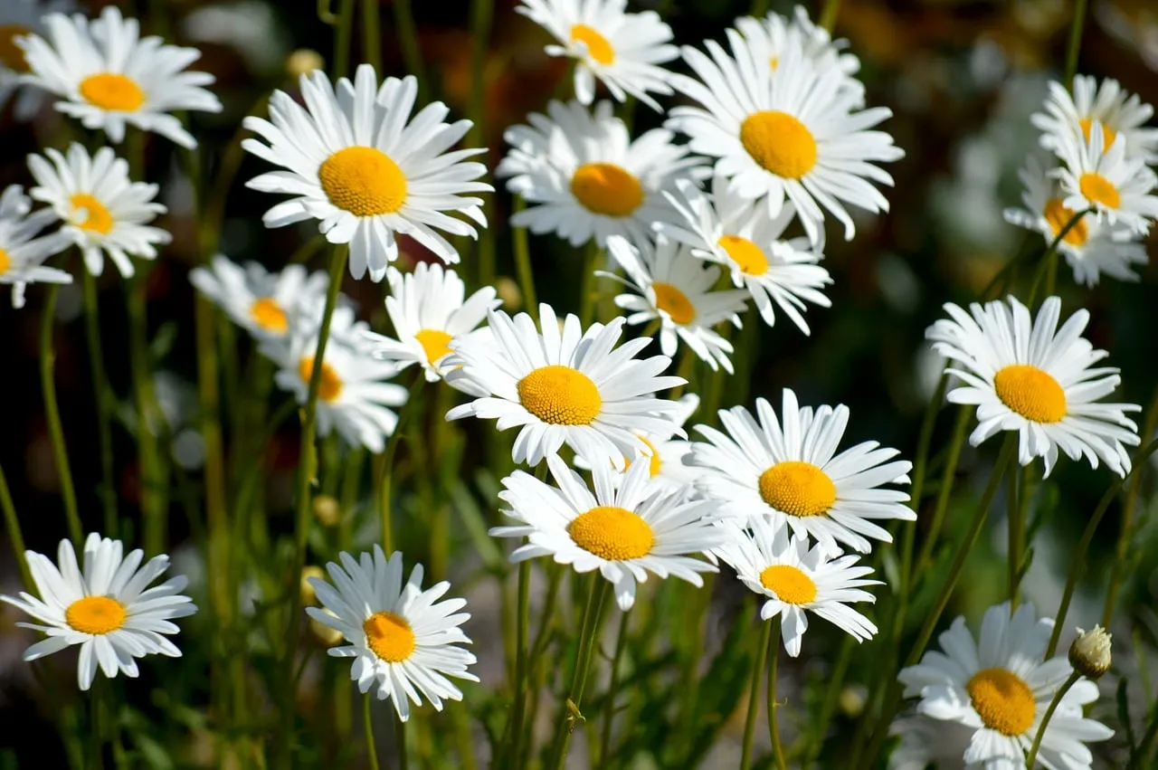 Vibrant Daisy Meadow: Summer's Quintessential Floral Beauty
