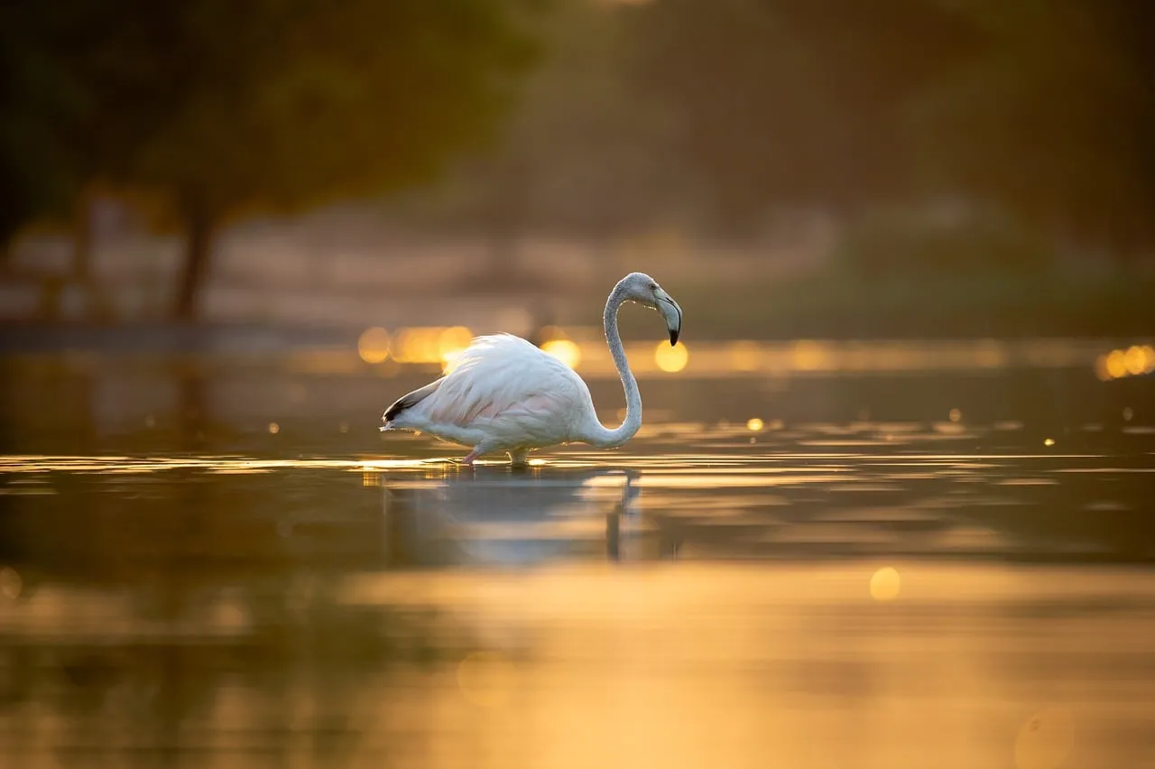 Golden Hour Flamingo: Serene Reflection on the Lake