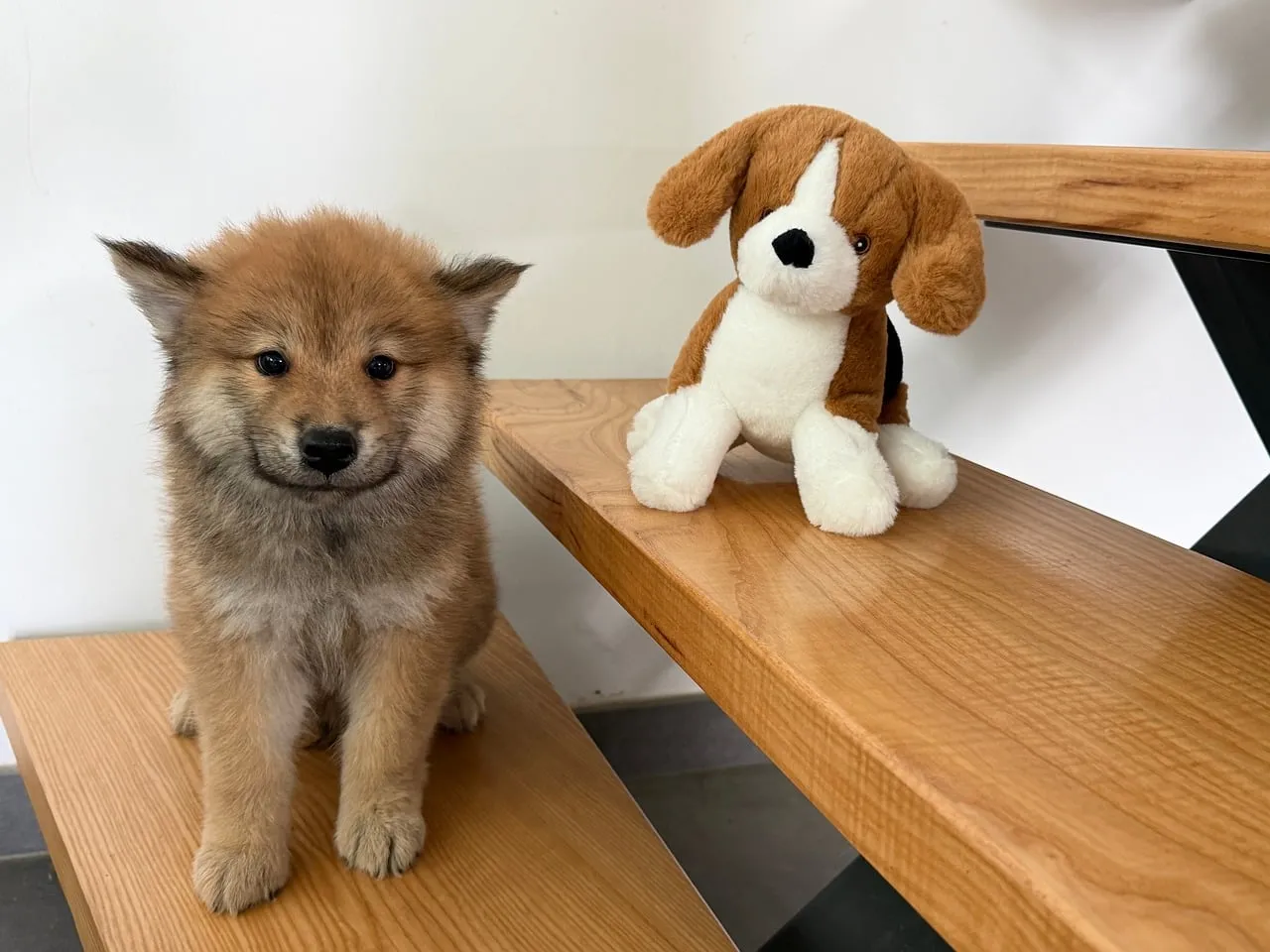 Adorable Eurasian Puppy Befriends Plush Toy on Wooden Stairs