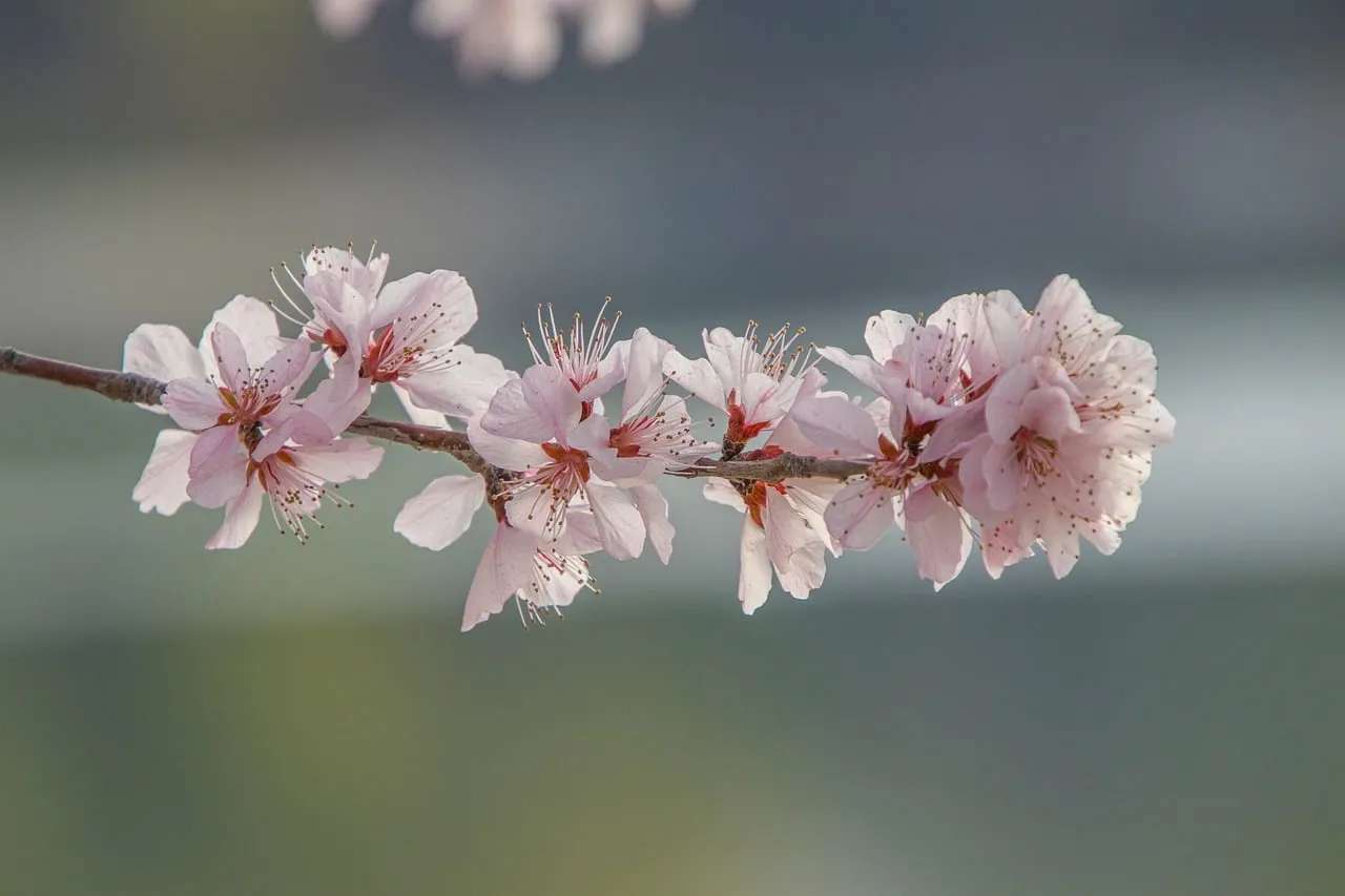 Exquisite Pink Peach Blossoms Blooming in Spring Sunlight