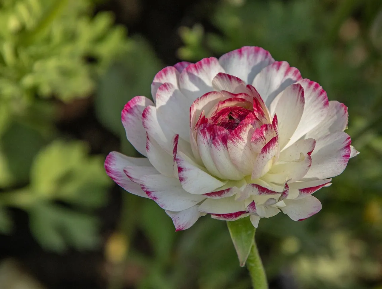 Exquisite White-Purple Ranunculus Bloom in Vibrant Spring Garden