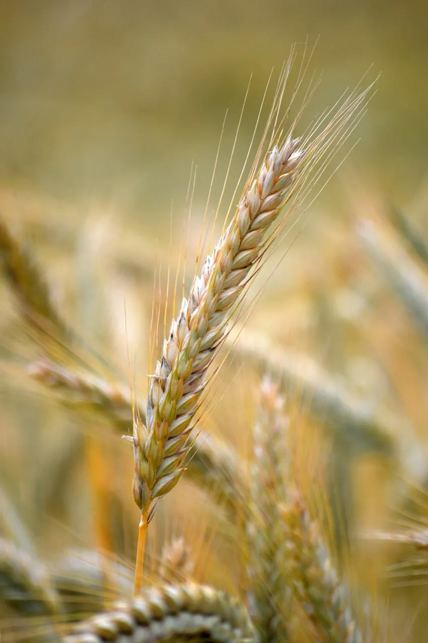 Golden Wheat: A Close-Up of Nature's Bounty