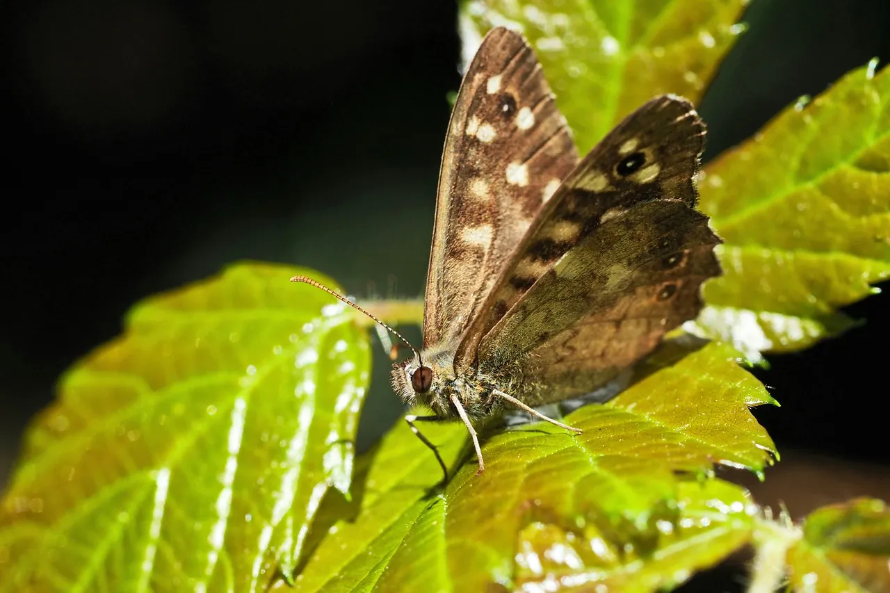 Stunning Speckled Wood Butterfly: Nature's Intricate Beauty Up Close