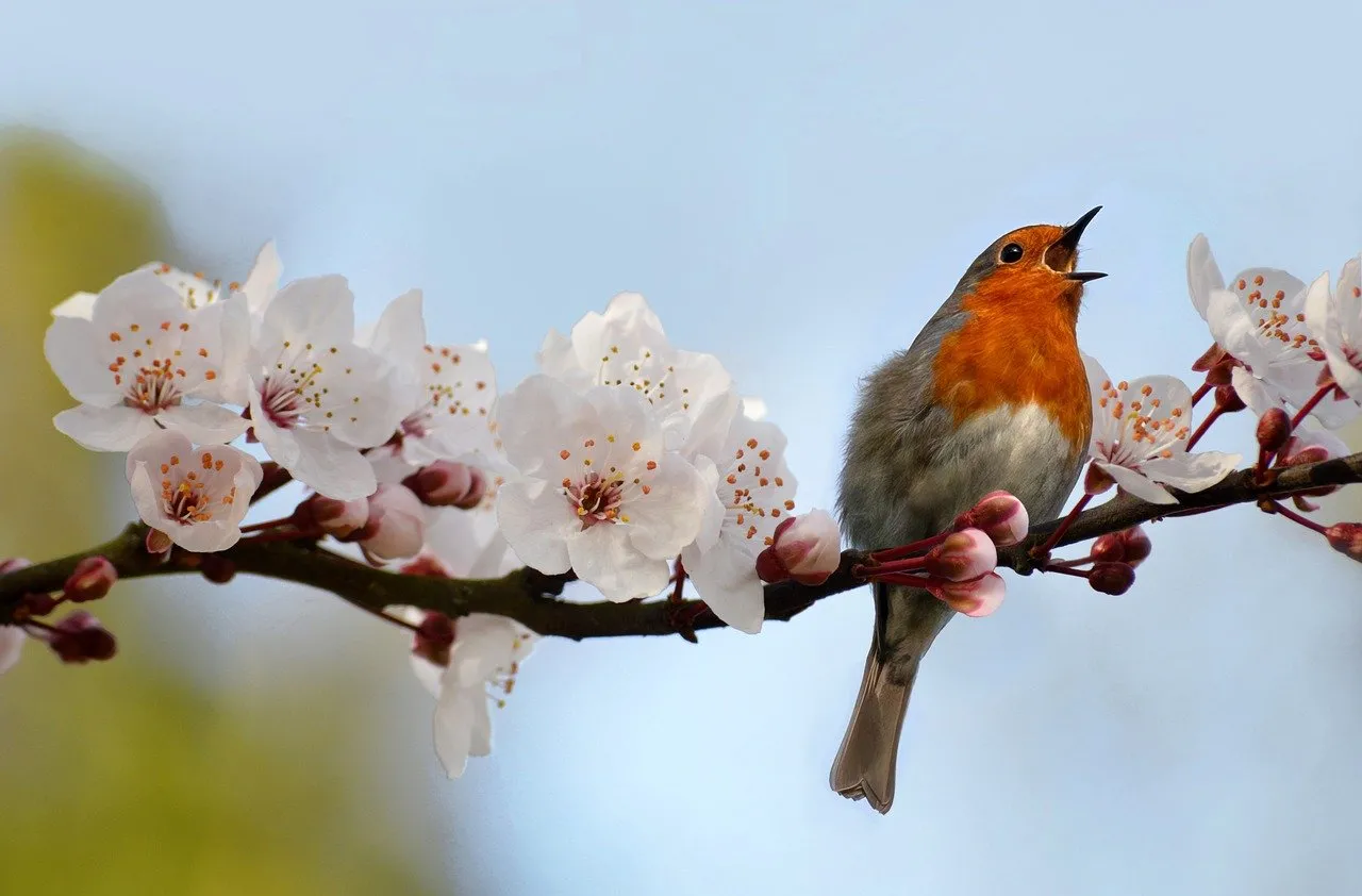 Charming Robin Serenading Amidst Delicate Cherry Blossoms