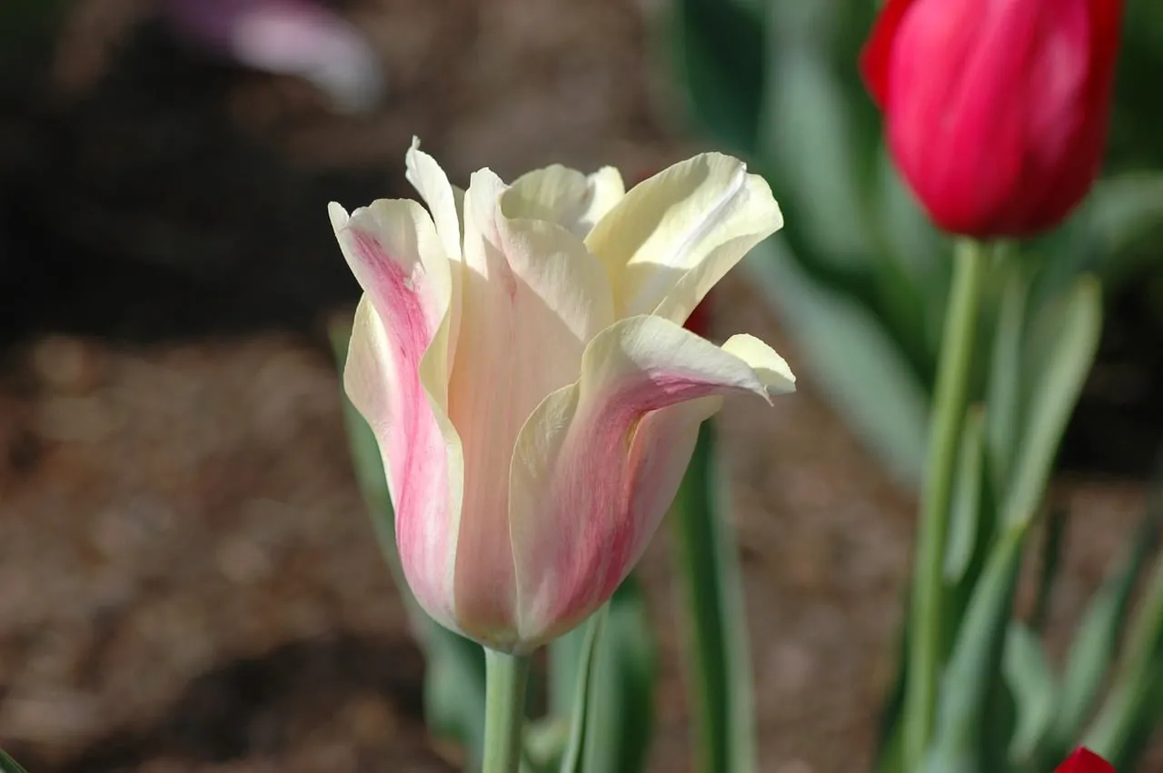 Vibrant Spring Tulip: A Close-Up of Nature's Beauty